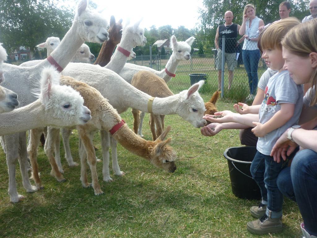De Alpacaboerderij Daire Bocholt Dış mekan fotoğraf