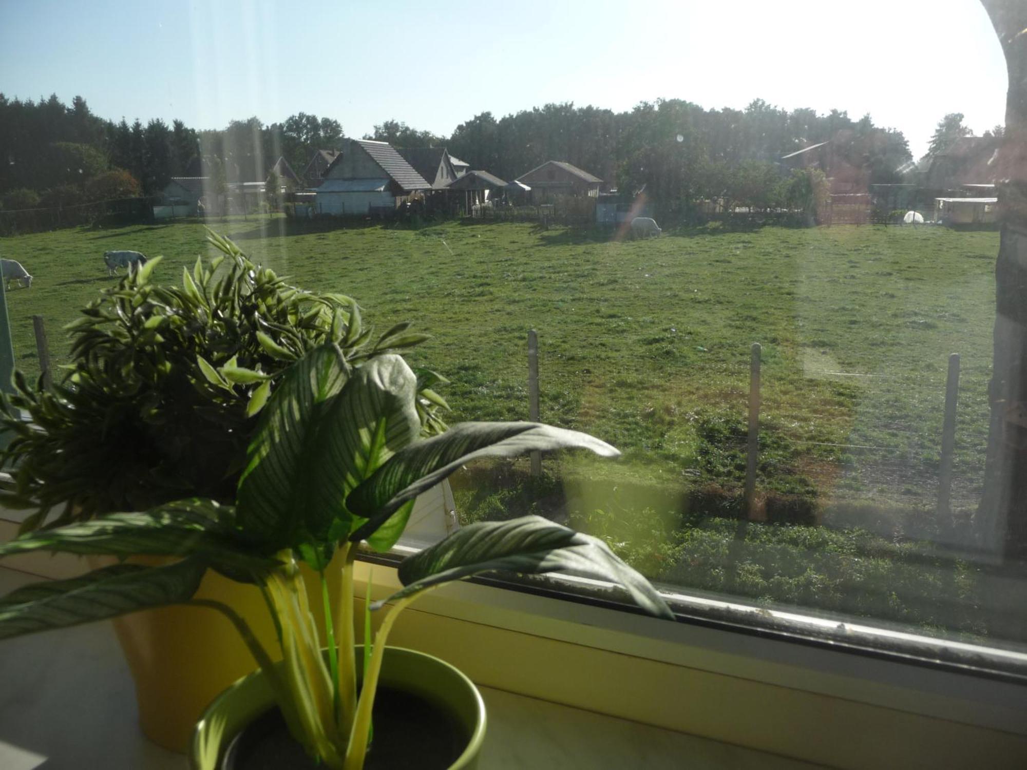 De Alpacaboerderij Daire Bocholt Oda fotoğraf
