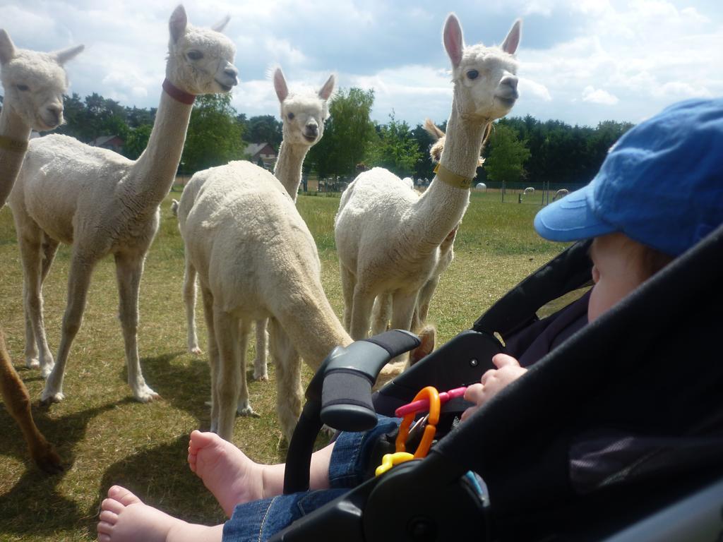 De Alpacaboerderij Daire Bocholt Dış mekan fotoğraf