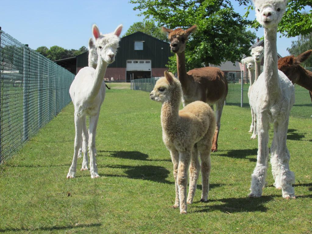 De Alpacaboerderij Daire Bocholt Dış mekan fotoğraf