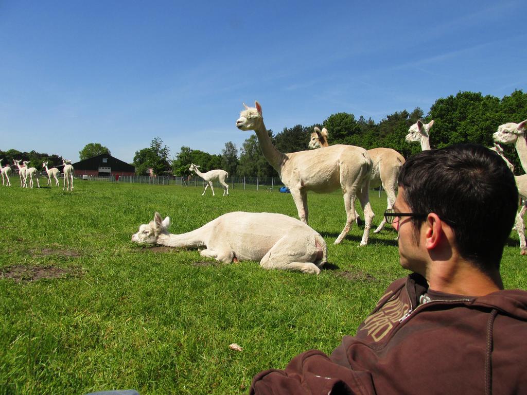 De Alpacaboerderij Daire Bocholt Dış mekan fotoğraf